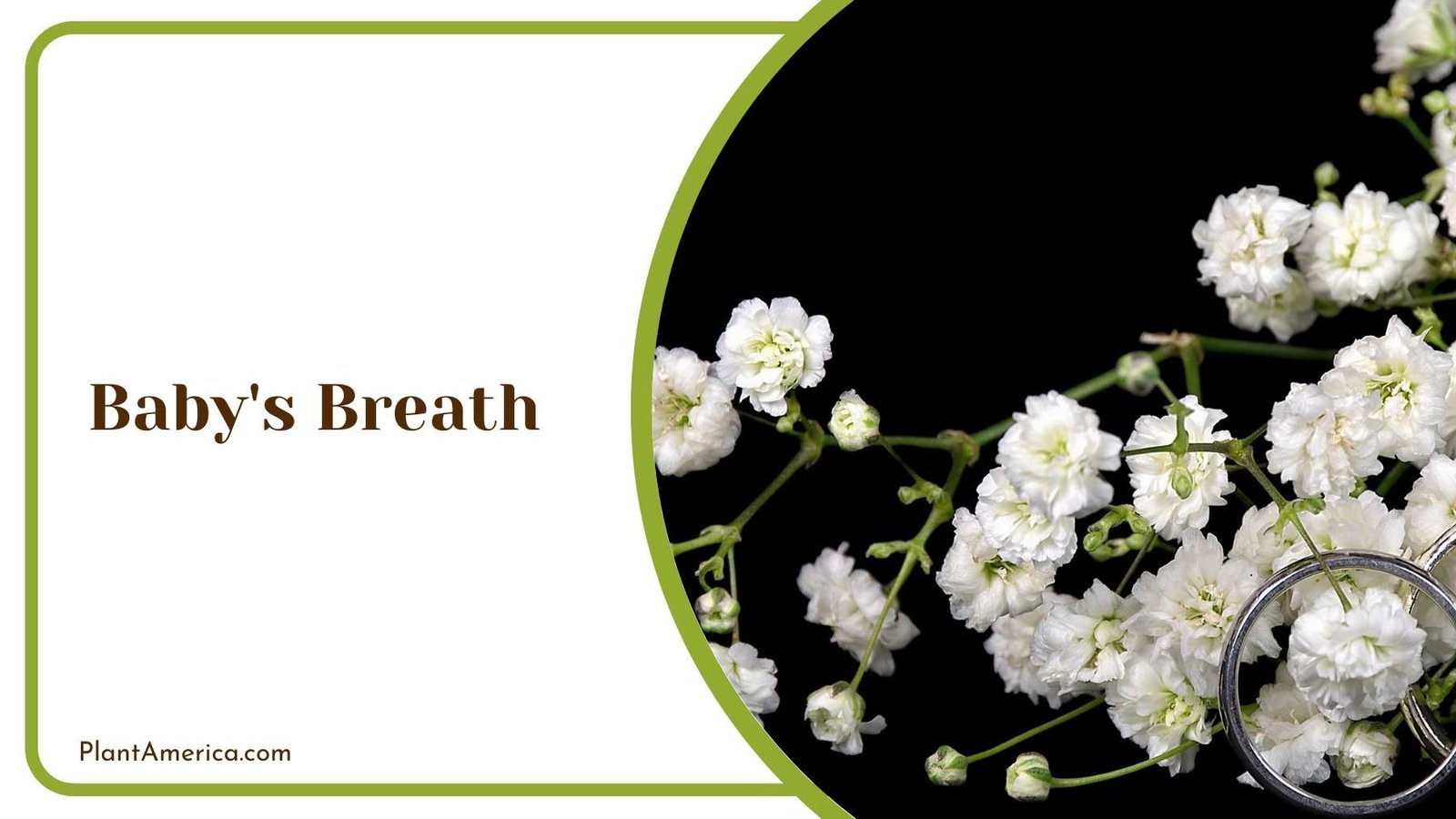 Baby s Breath In Close Look Plant America Baby s Breath In Close Look Plant America
