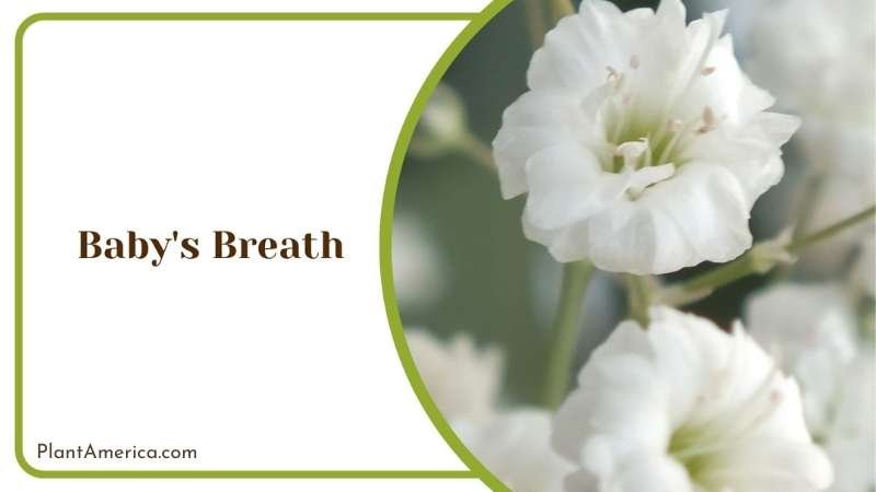 Baby s Breath Plant America Baby s Breath Plant America