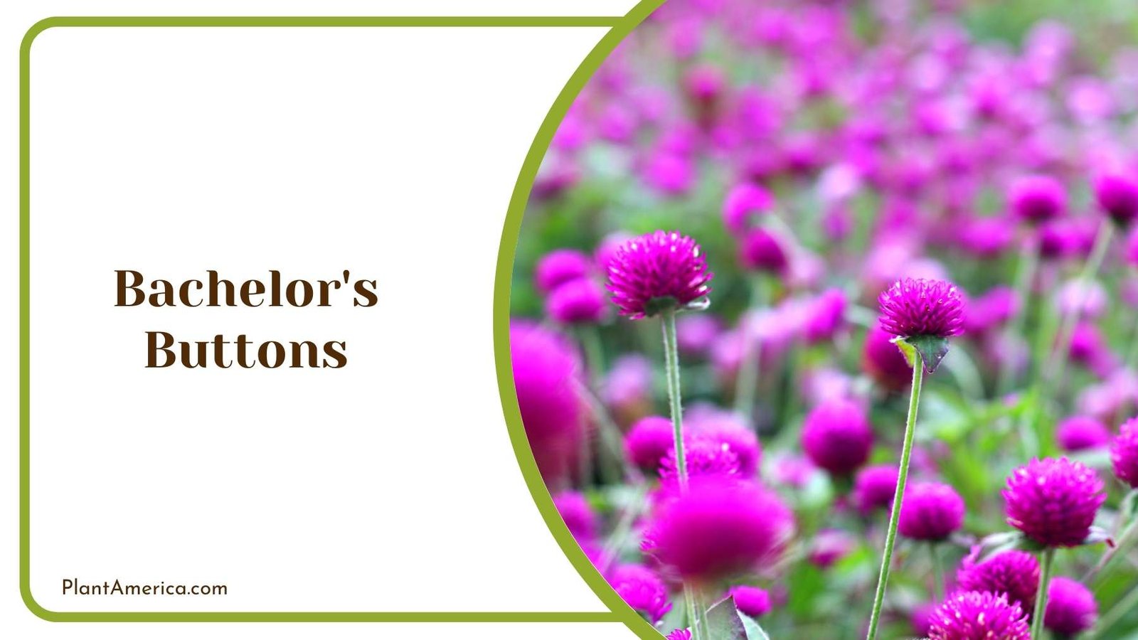 Bachelor s Buttons Blooms Plant America