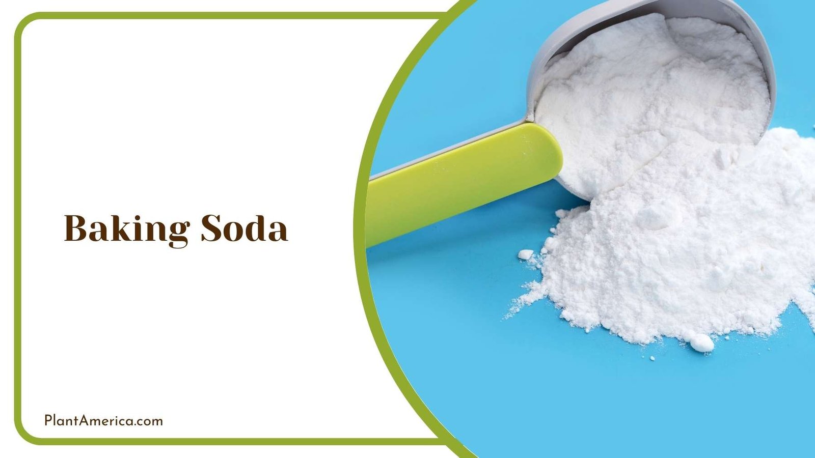 Baking Soda Plant America
