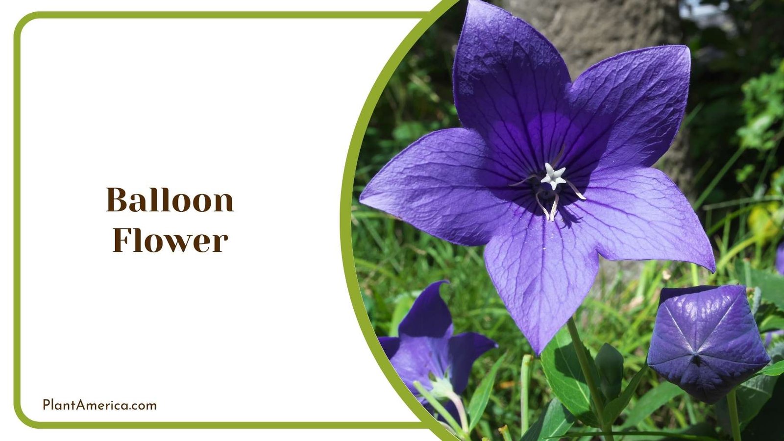 Balloon Flower In a Garden Plant America Balloon Flower In a Garden Plant America