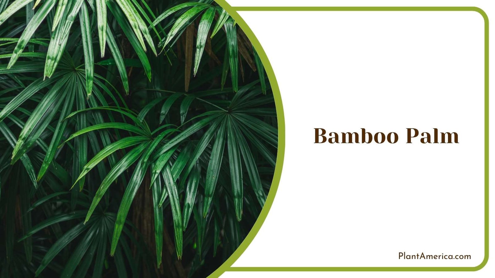 Bamboo Palm Image Plant America Bamboo Palm Image Plant America