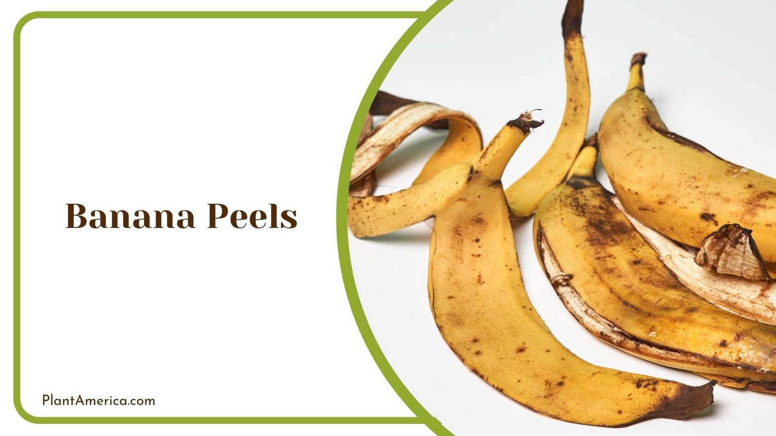 Banana Peels On a White Plant America