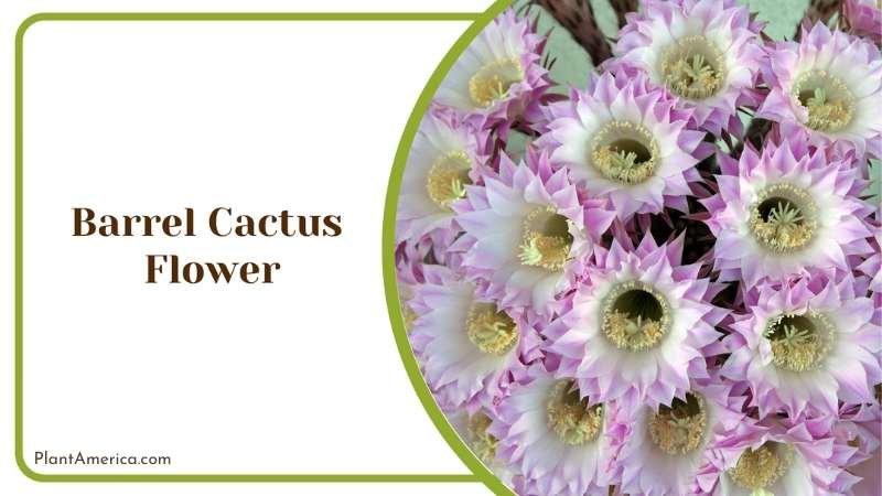 Barrel Cactus Flower Plant America