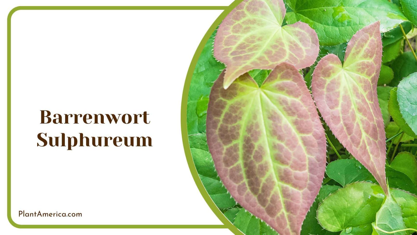 Barrenwort Sulphureum Leaves Plant America