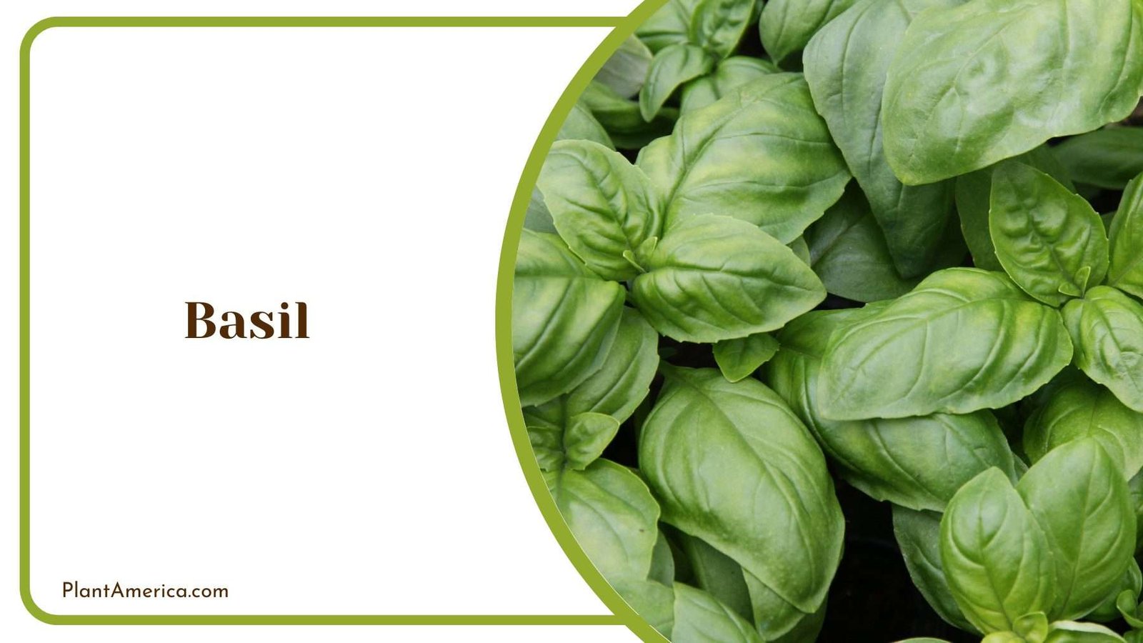 Basil Leaves Plant America