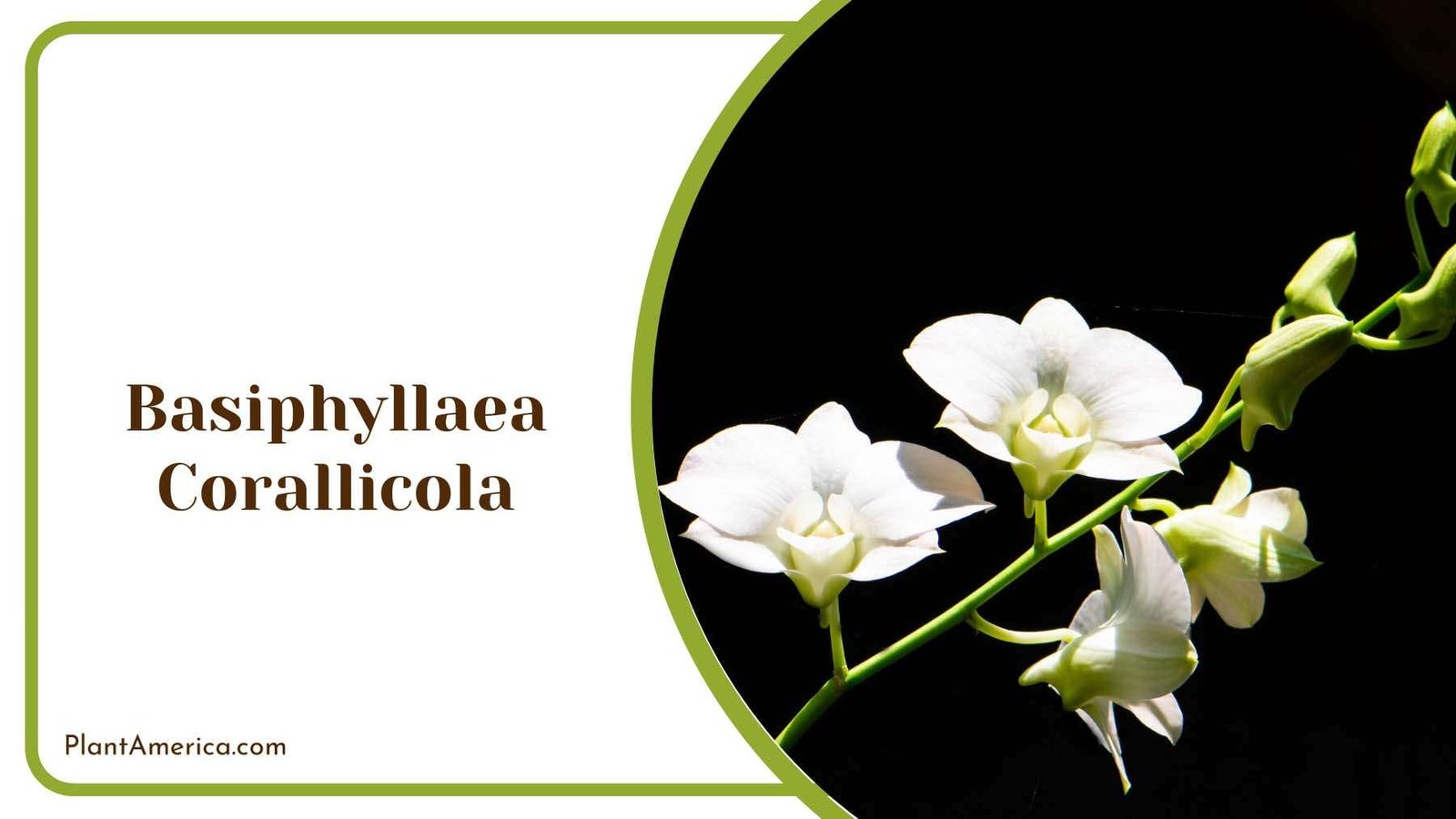 Basiphyllaea Corallicola Plant America