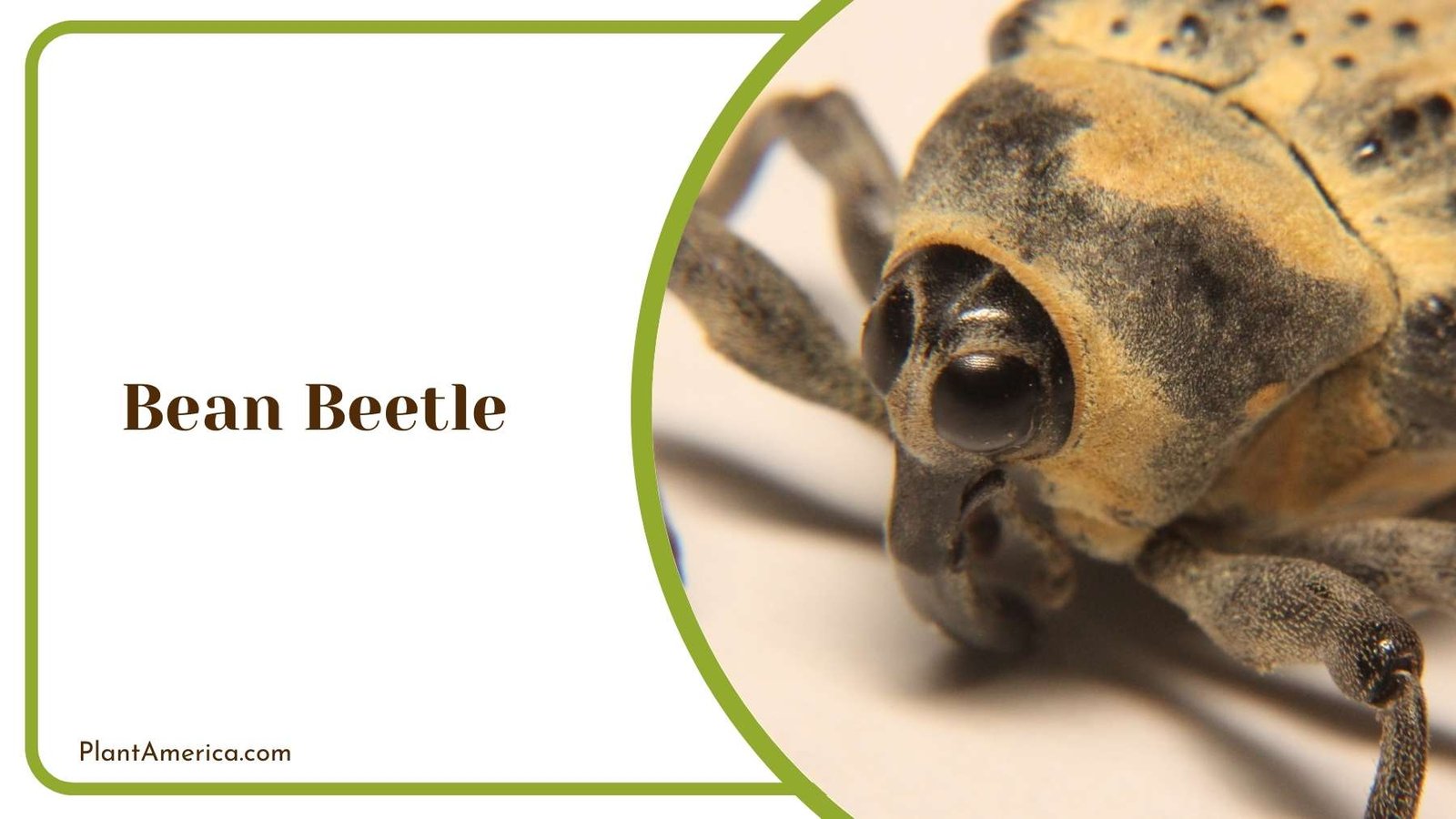Bean Beetle On a Surface Plant America Bean Beetle On a Surface Plant America