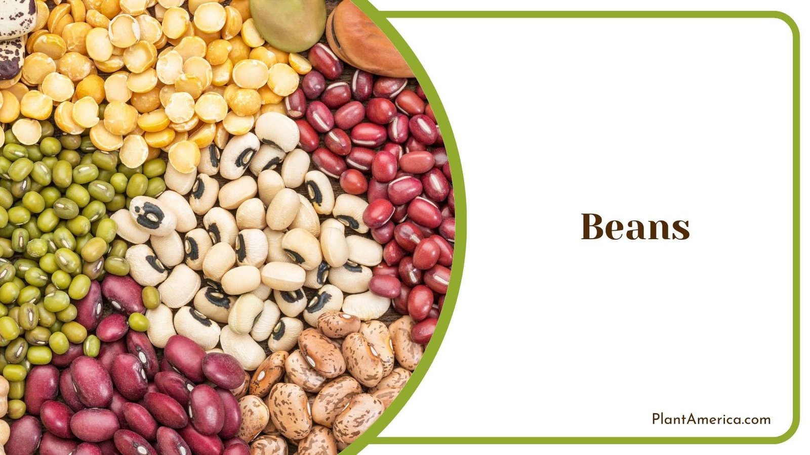 Beans Plant America