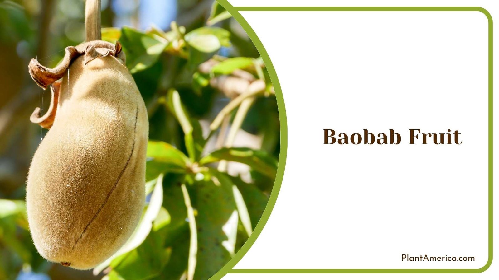 Beautiful Baobab Fruit Plant Plant America