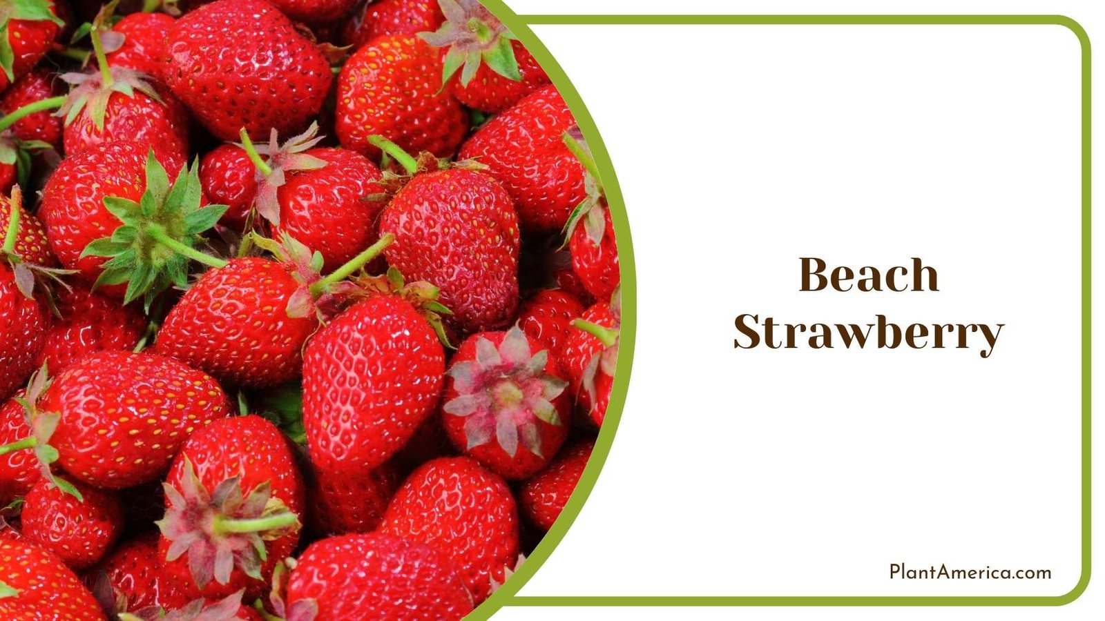 Beautiful Beach Strawberry Plant America Beautiful Beach Strawberry Plant America