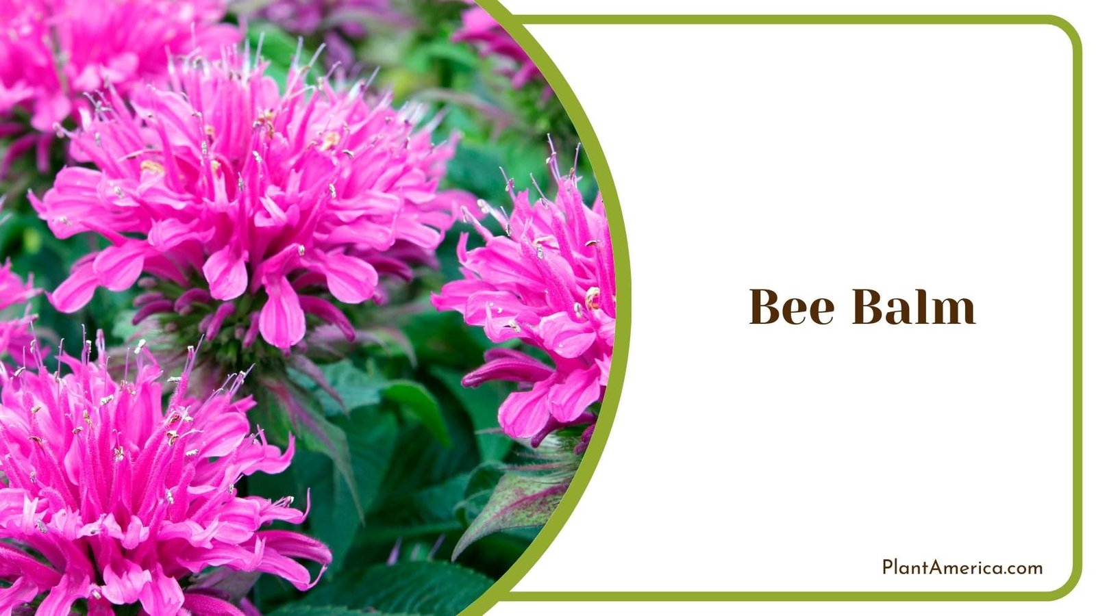 Beautiful Bee Balm Bloom Plant America