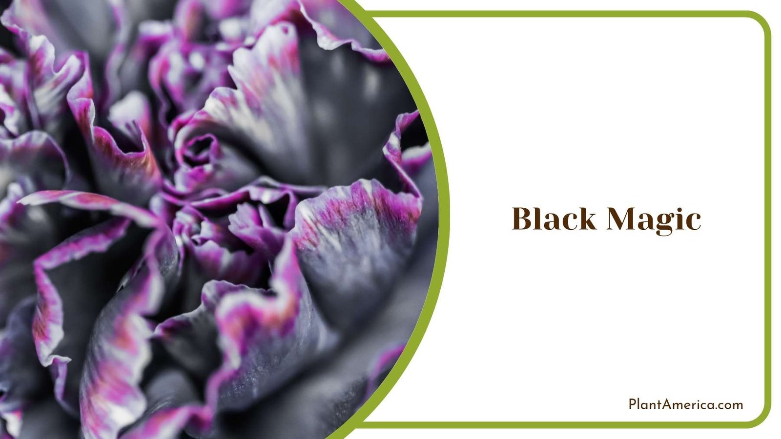 Beautiful Black Magic Plant America