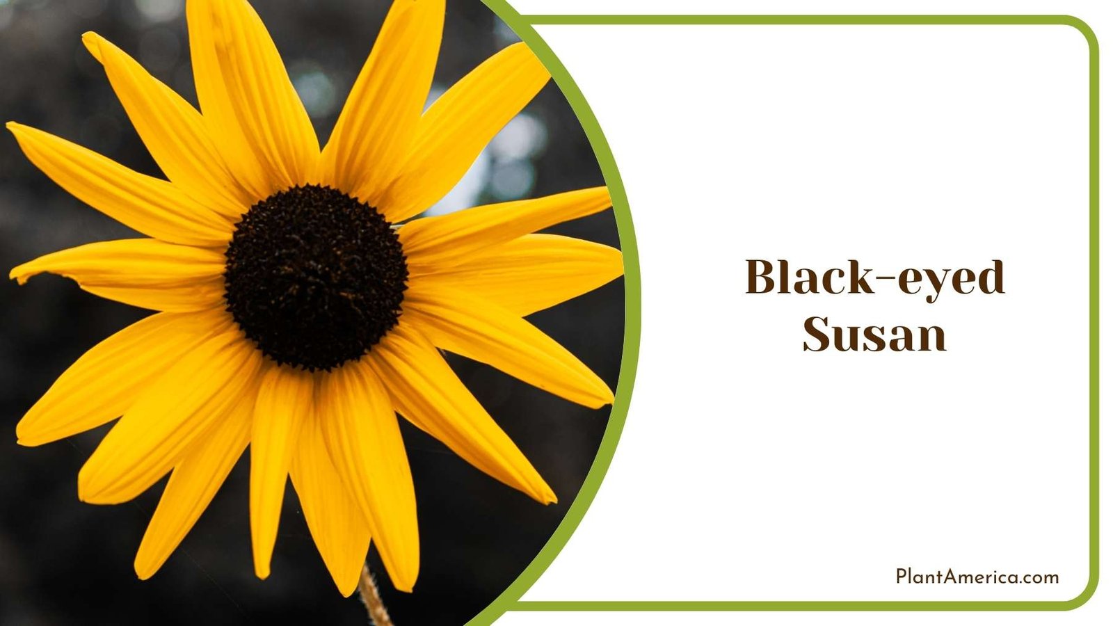 Beautiful Black eyed Susan Flowers Plant America