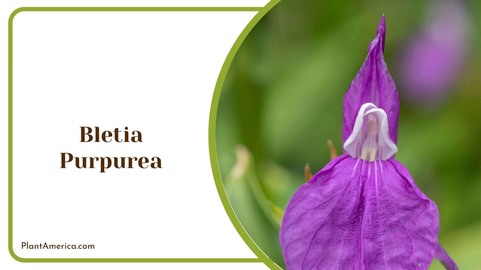 Beautiful Bletia Purpurea Plant America