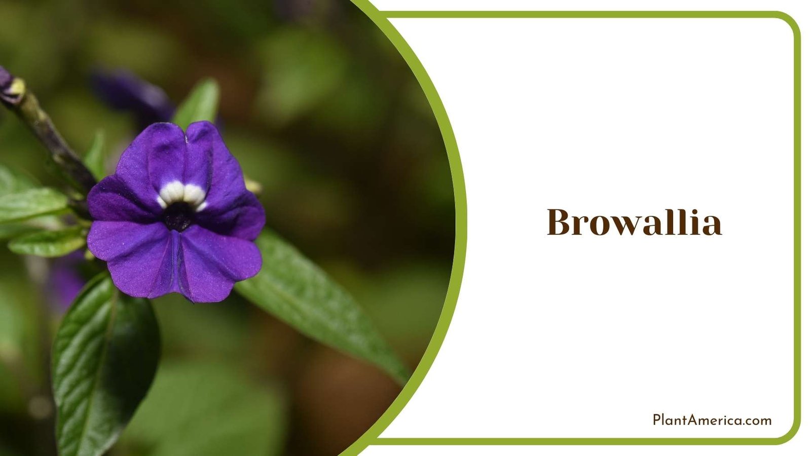 Beautiful Browallia Flower Plant America