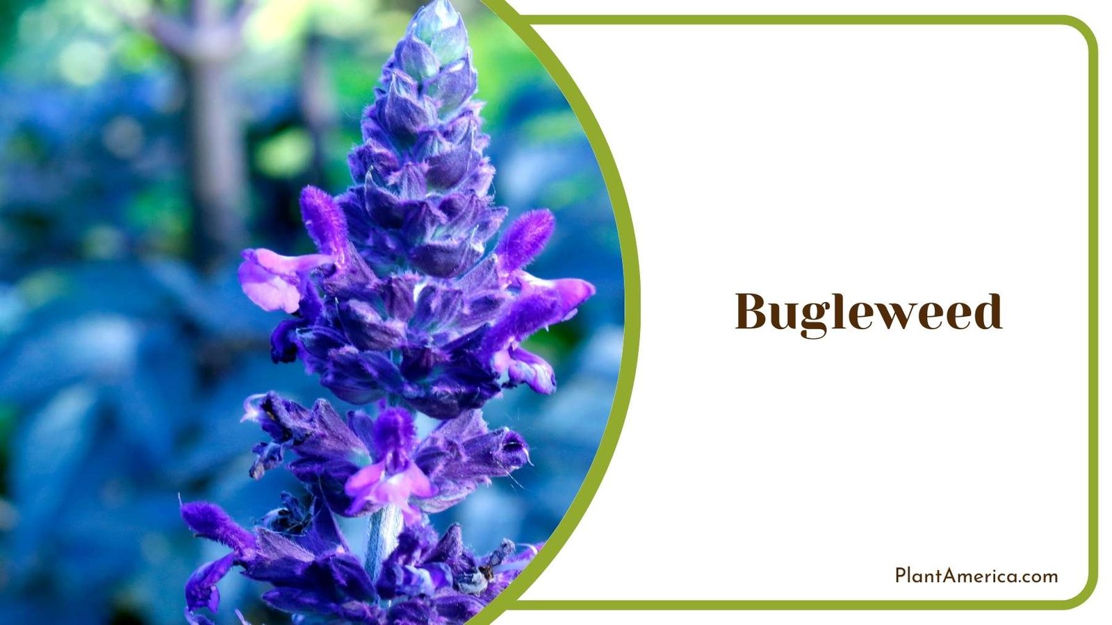 Beautiful Bugleweed Plant America