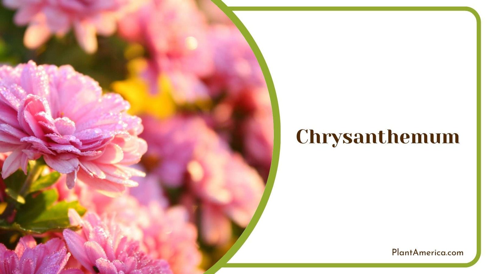 Beautiful Chrysanthemum Plant America