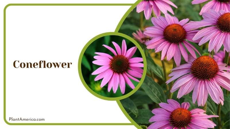 Beautiful Coneflower Blooms Plant America