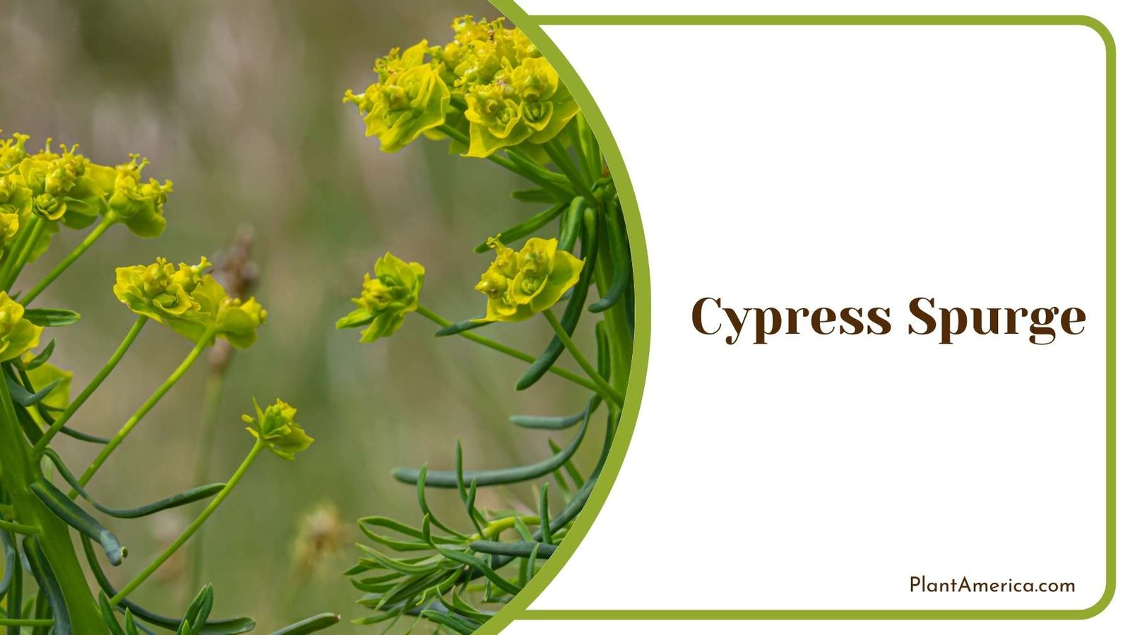 Beautiful Cypress Spurge Bloom Plant America Beautiful Cypress Spurge Bloom Plant America