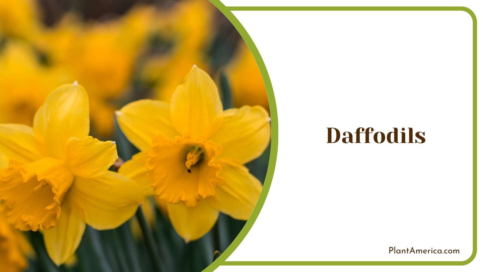 Beautiful Daffodils Flower Plant America Beautiful Daffodils Flower Plant America
