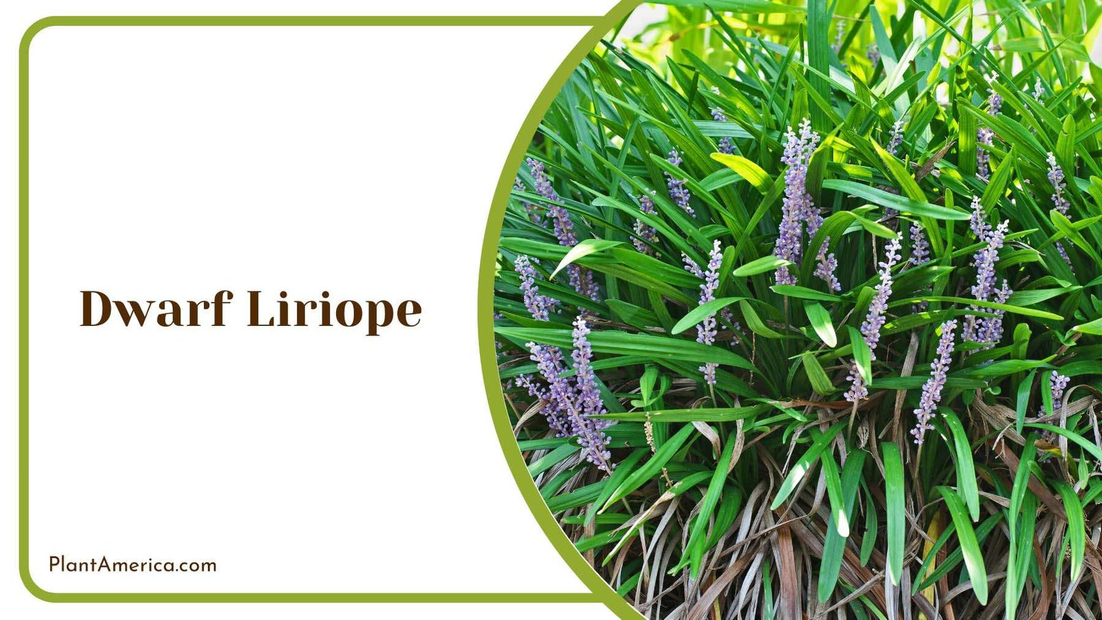 Beautiful Dwarf Liriope Plant America