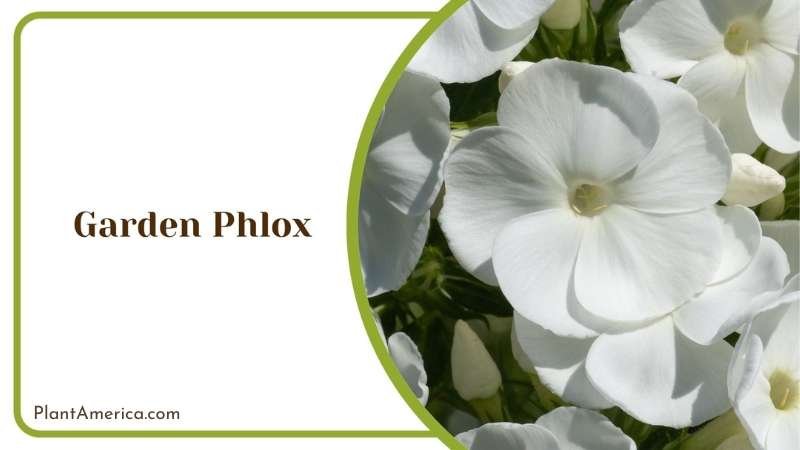 Beautiful Garden Phlox Plant America Beautiful Garden Phlox Plant America