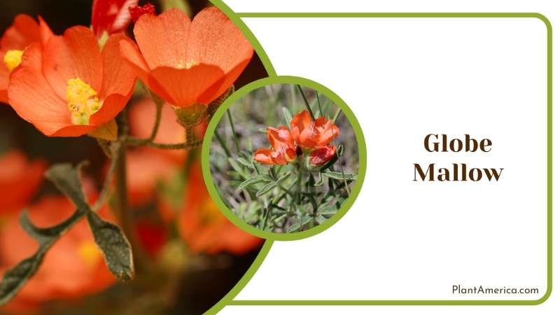 Beautiful Globe Mallow Plant America