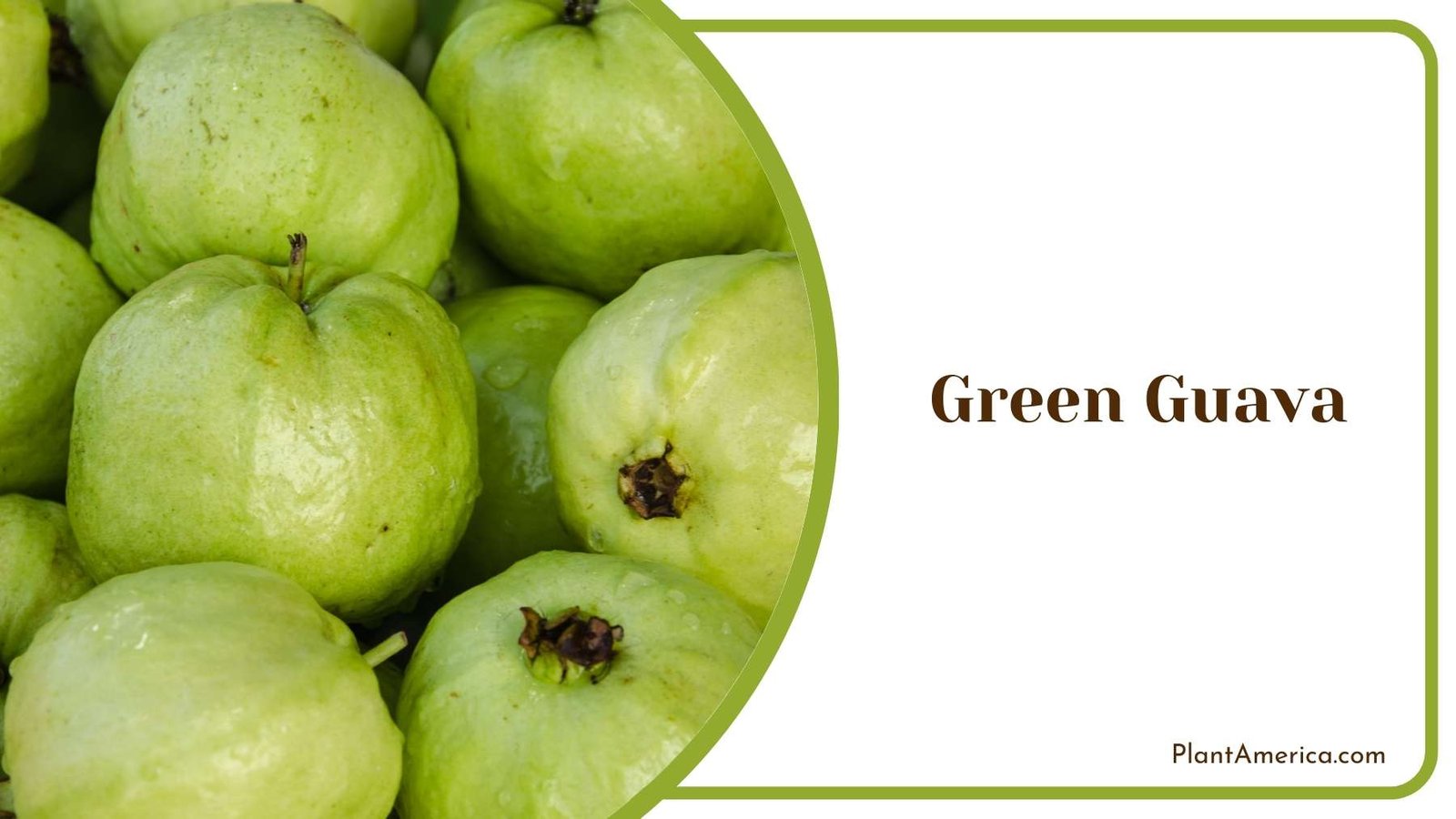 Beautiful Green Guava Plant America