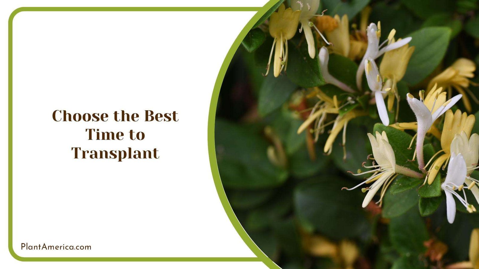 Beautiful Honeysuckle In a Garden With Different Colors Plant America