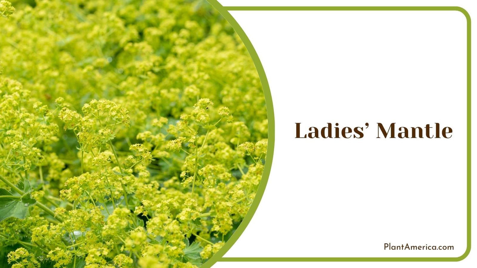 Beautiful Ladies Mantle Plant America