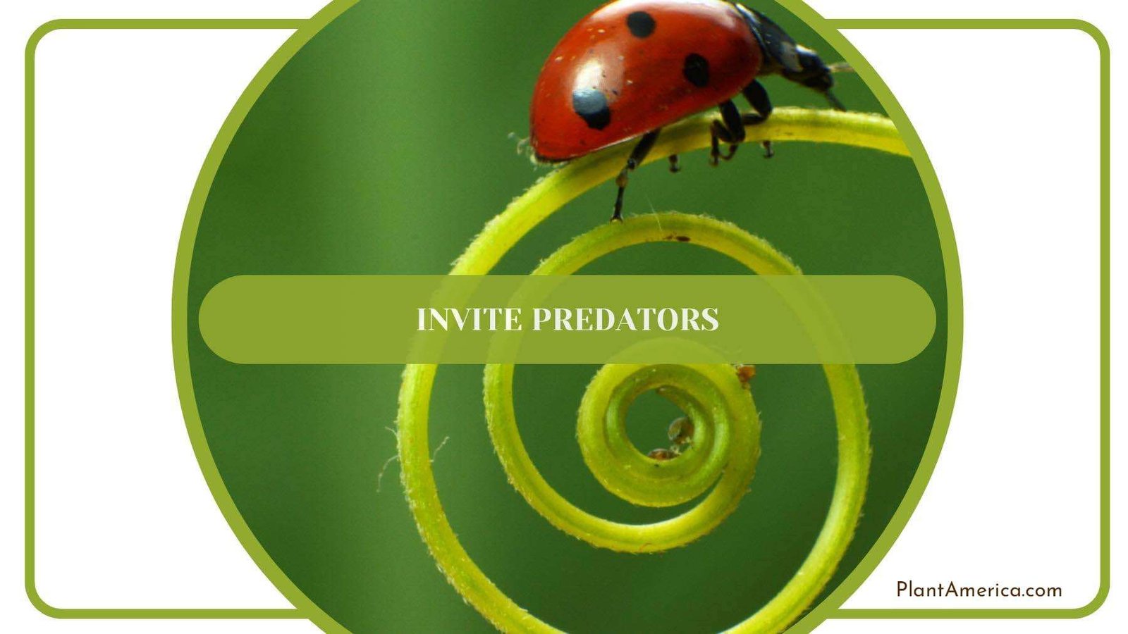 Beautiful Lady Bug One Of Mealybugs Predators PlantAmerica