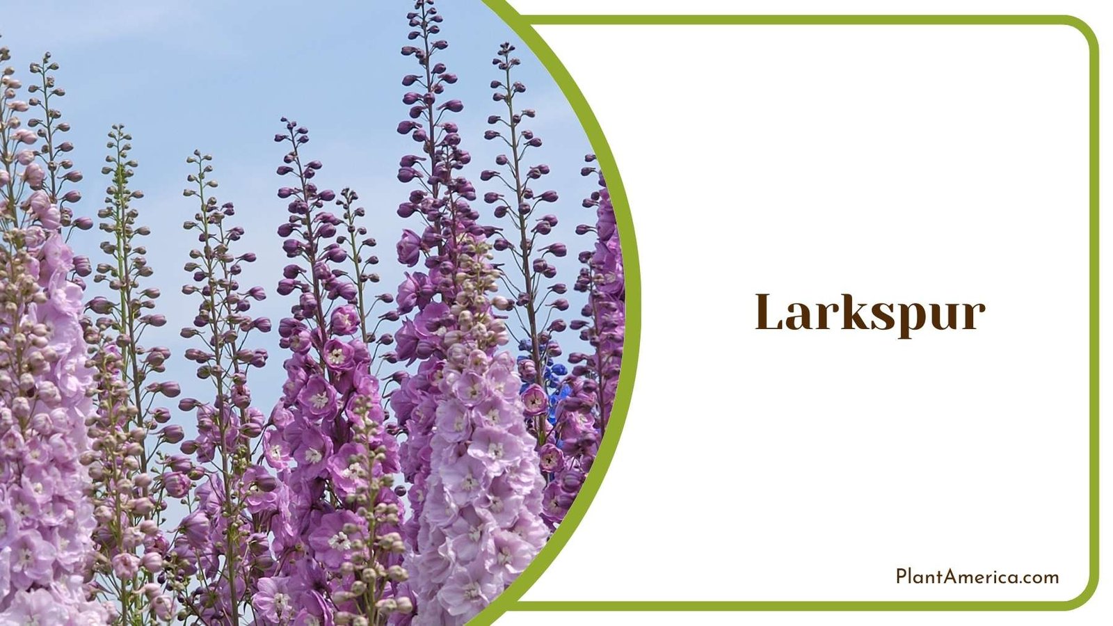Beautiful Larkspur Plant America