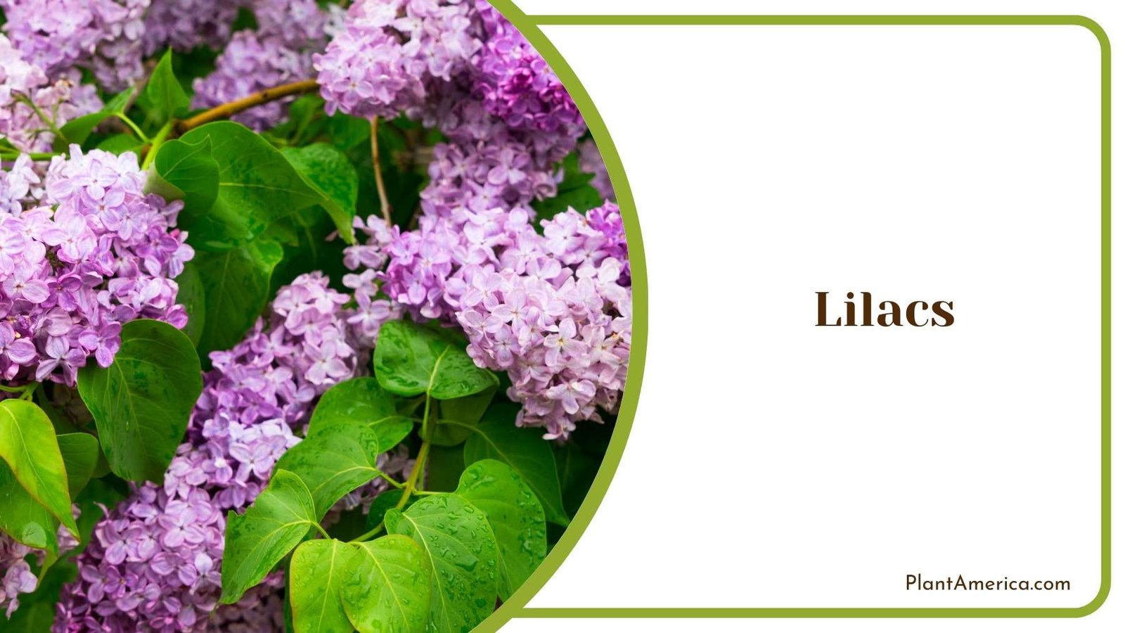 Beautiful Lilacs Leaves Plant America Beautiful Lilacs Leaves Plant America