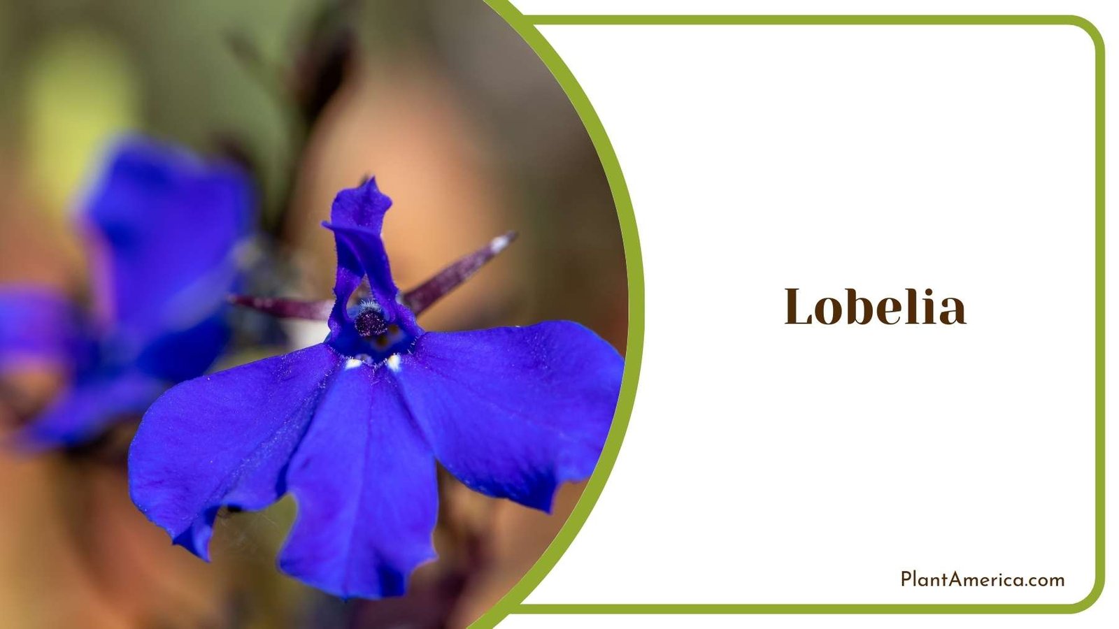 Beautiful Lobelia Flower Plant America Beautiful Lobelia Flower Plant America