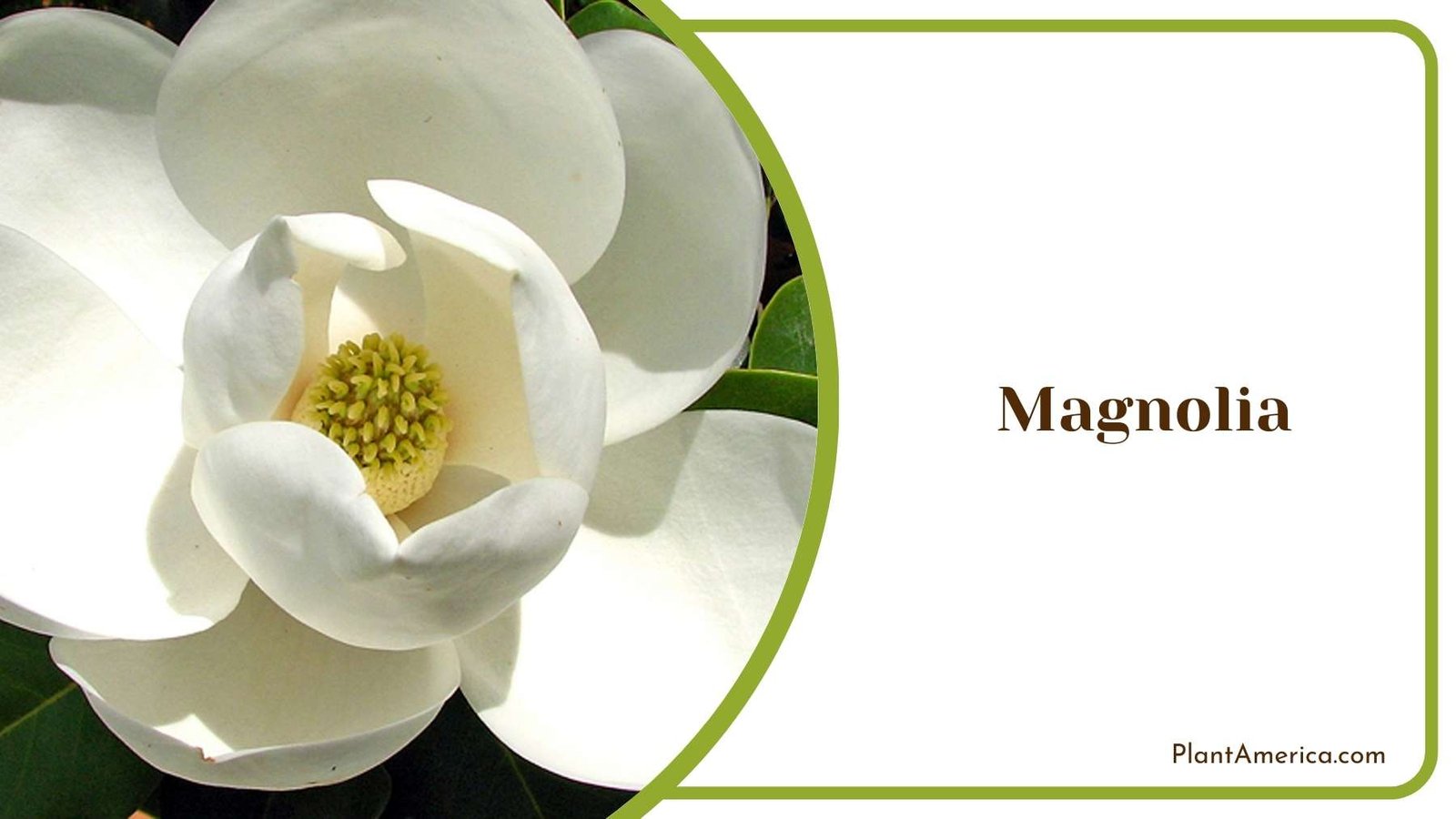 Beautiful Magnolia Flower Plant America