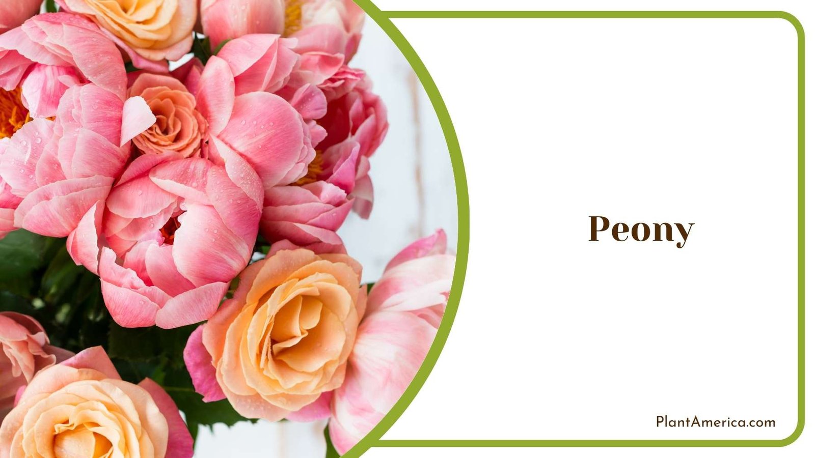 Beautiful Peony Flower Plant America
