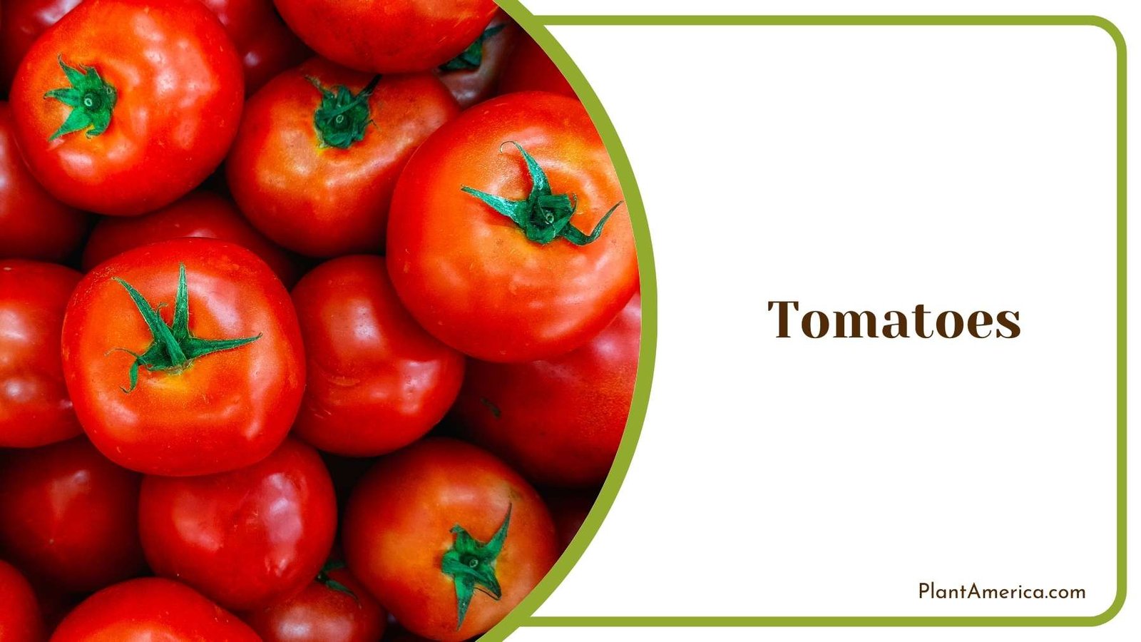 Beautiful Picture Of Tomatoes Plant America