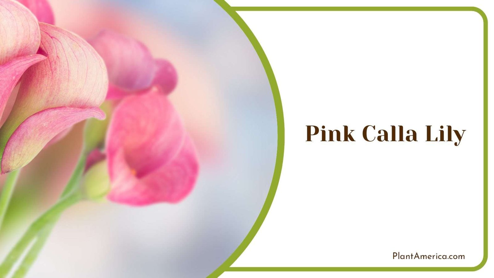 Beautiful Pink Calla Lily Plant America