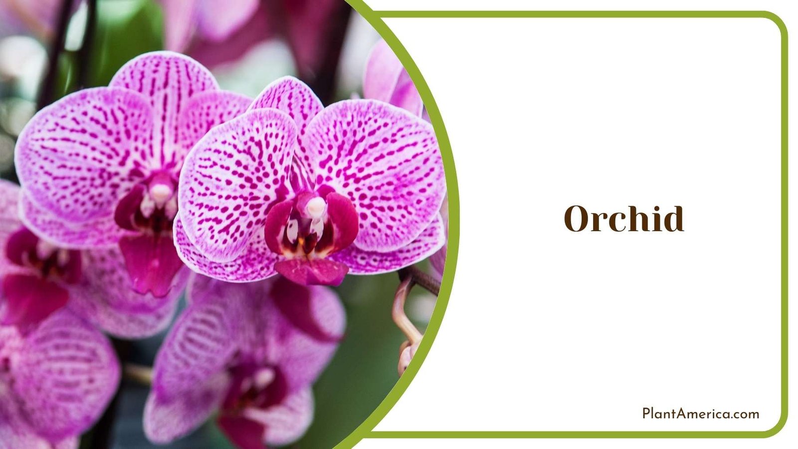 Beautiful Pink Orchid Plant America