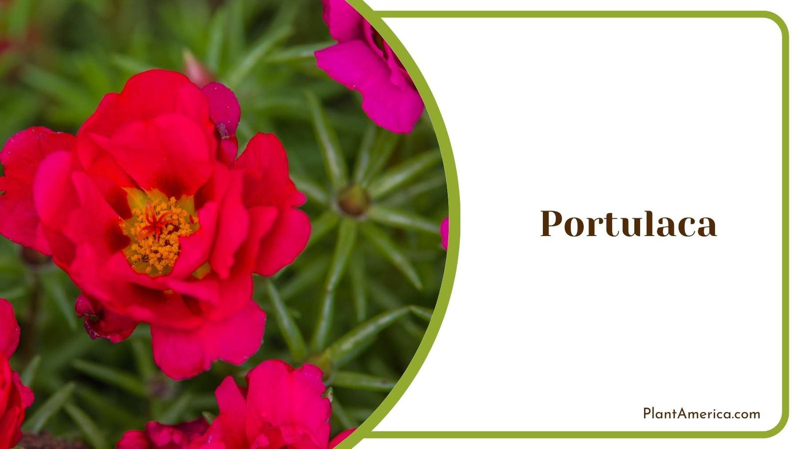 Beautiful Portulaca Bloom Plant America