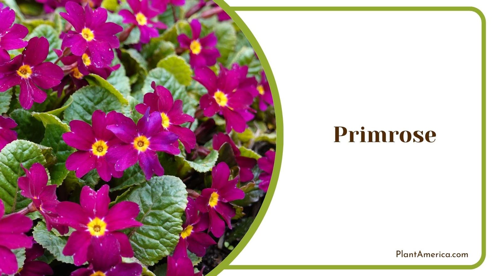 Beautiful Primrose Flower Plant America
