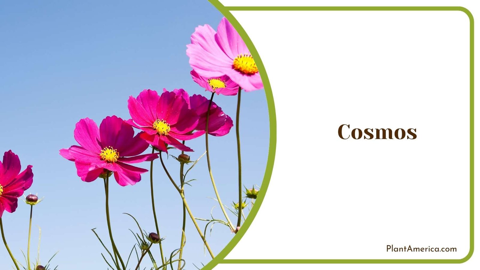 Beautiful Purple Cosmos Plant Plant America