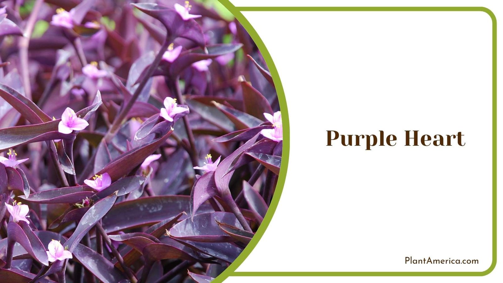 Beautiful Purple Heart Plant Plant America Beautiful Purple Heart Plant Plant America