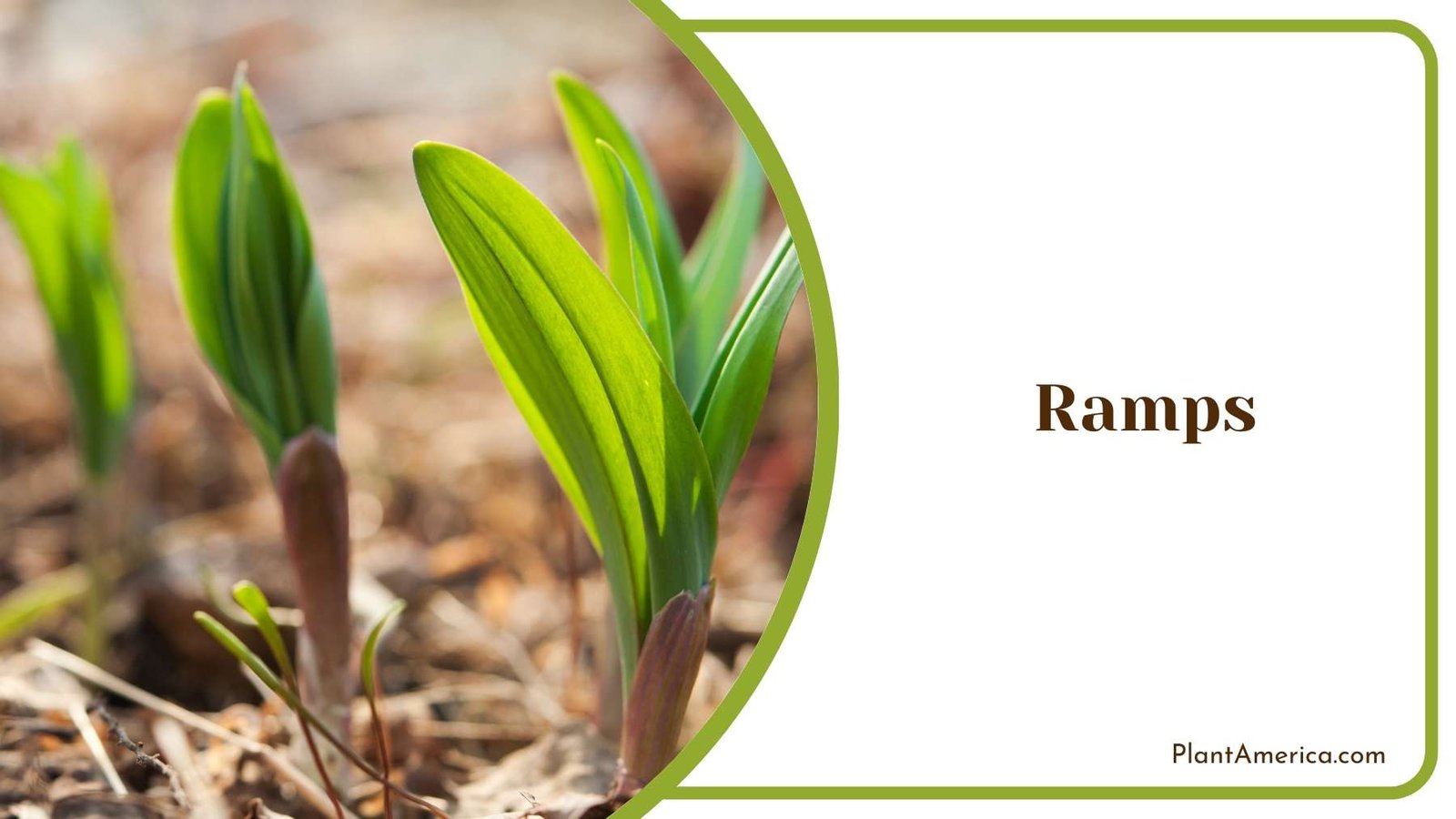 Beautiful Ramps Bloom Plant America