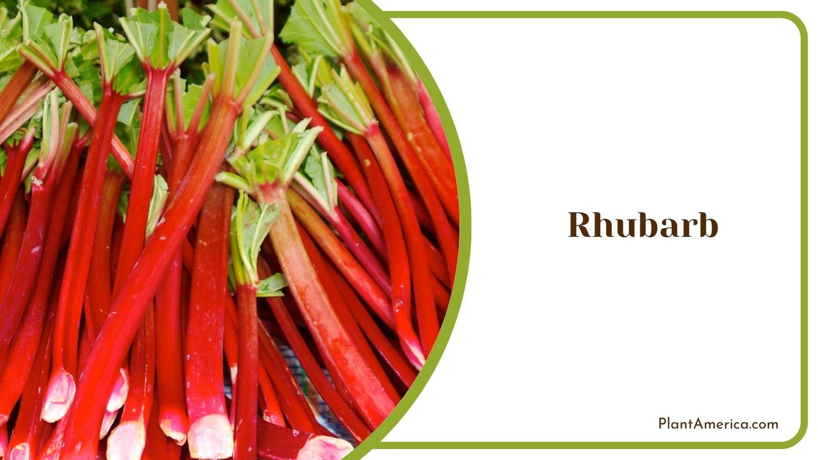 Beautiful Rhubarb Flowers Plant America