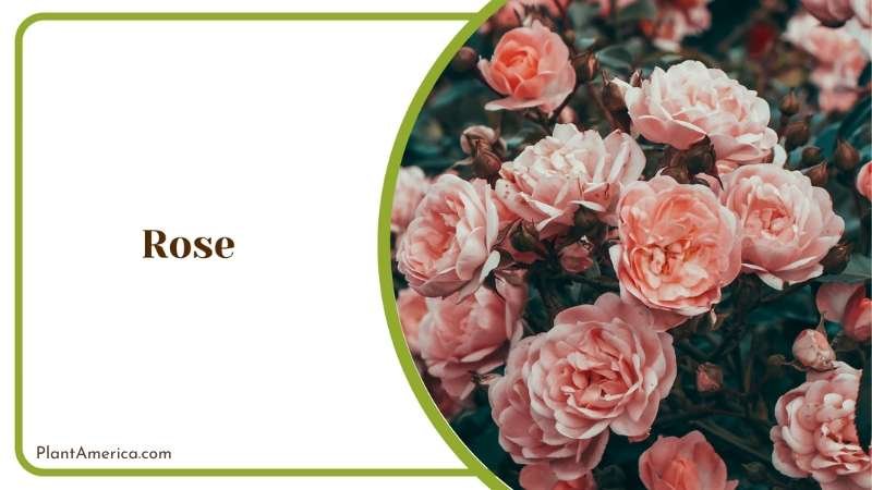 Beautiful Rose Flower Plant America Beautiful Rose Flower Plant America