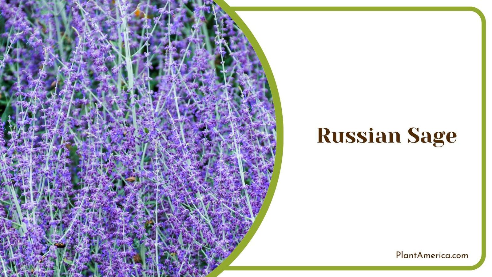 Beautiful Russian Sage Plant Plant America Beautiful Russian Sage Plant Plant America