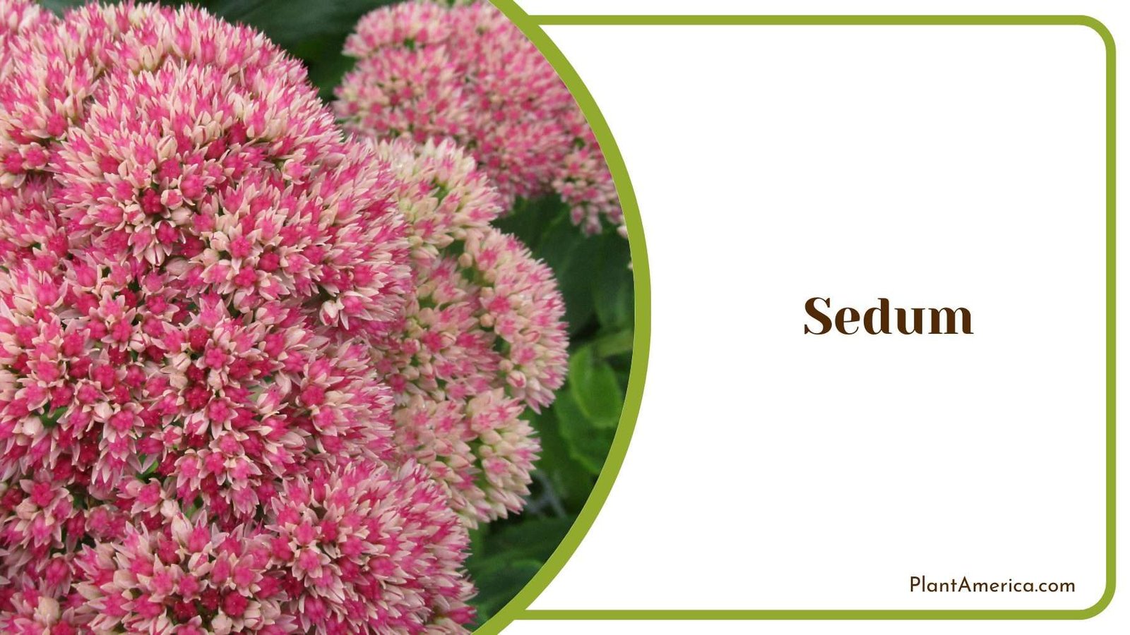 Beautiful Sedum Bloom Plant America Beautiful Sedum Bloom Plant America