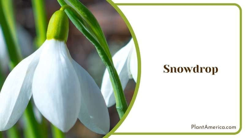 Beautiful Snowdrop In Nature Plant America Beautiful Snowdrop In Nature Plant America